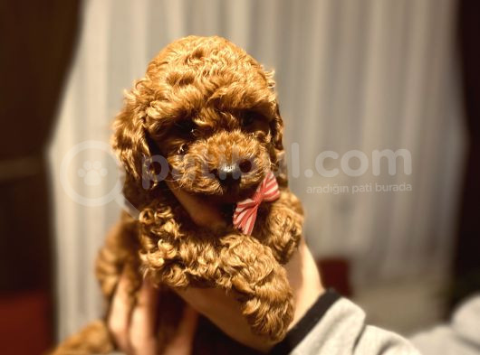 Kore Poodle görsel