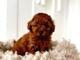 TOOY POODLE YAVRUMUZ 0 TEACUP 