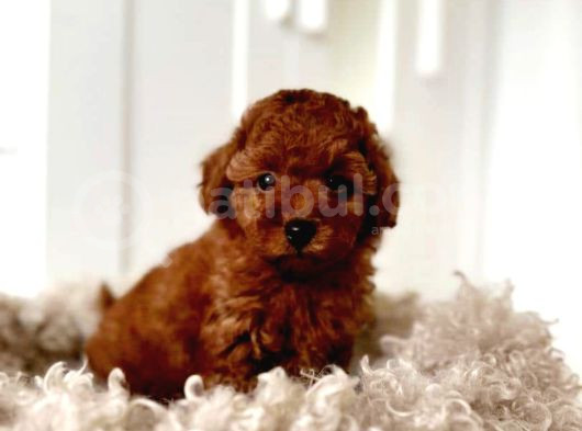 Tooy Poodle Yavrumuz 0 Teacup 