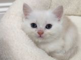 50 günlük British Shorthair Mavi gözlü Gold Minik Oğluşumuz