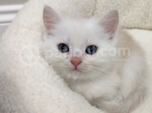 50 Günlük British Shorthair Mavi Gözlü Gold Minik Oğluşumuz