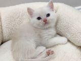 50 Günlük British Shorthair Mavi Gözlü Gold Minik Oğluşumuz