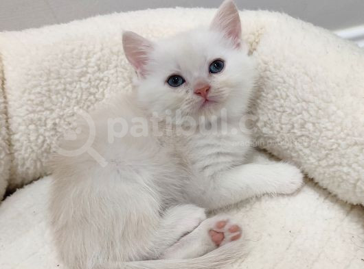 50 Günlük British Shorthair Mavi Gözlü Gold Minik Oğluşumuz görsel