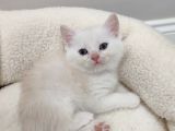 50 Günlük British Shorthair Mavi Gözlü Gold Minik Oğluşumuz