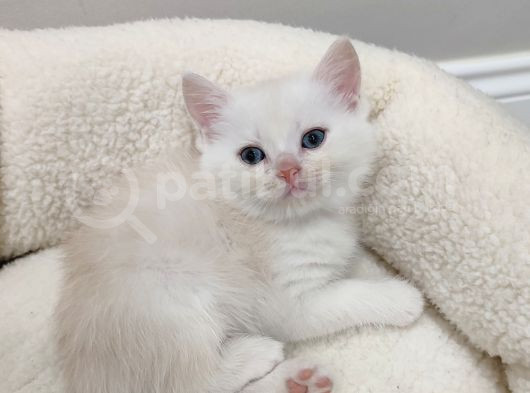 50 Günlük British Shorthair Mavi Gözlü Gold Minik Oğluşumuz görsel