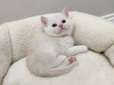 50 Günlük British Shorthair Mavi Gözlü Gold Minik Oğluşumuz