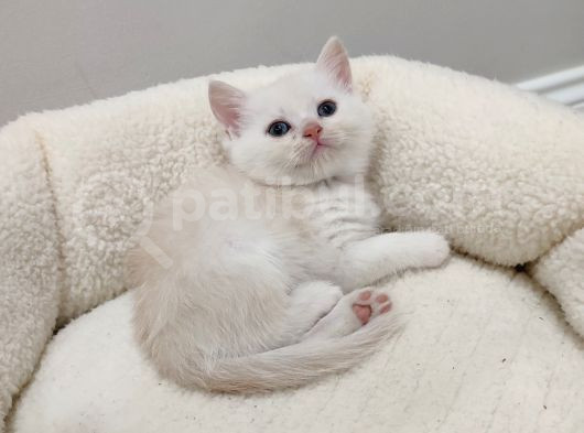 50 Günlük British Shorthair Mavi Gözlü Gold Minik Oğluşumuz görsel