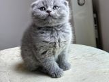 Anne Altindan Safkan Bri̇ti̇sh Yavrularimiz