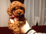 Kore Poodle