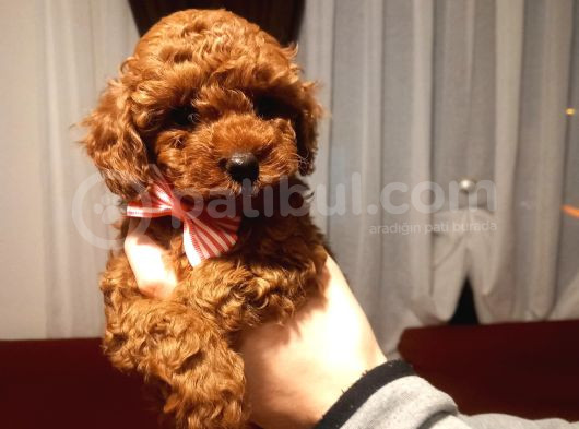 Kore Poodle