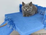 British Shorthair Bebekler
