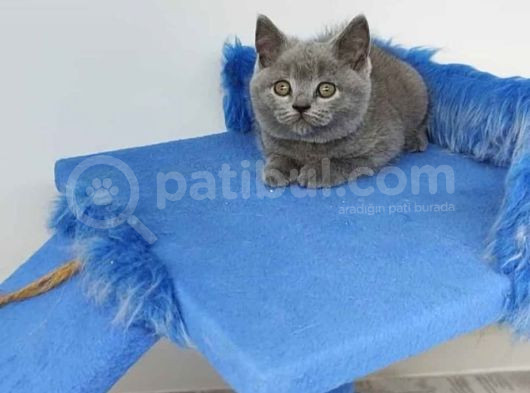 British Shorthair Bebekler