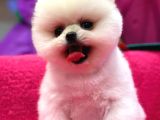 Petshop Güvencesi İle