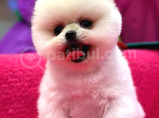 Petshop Güvencesi İle görsel