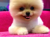 Petshop Güvencesi İle