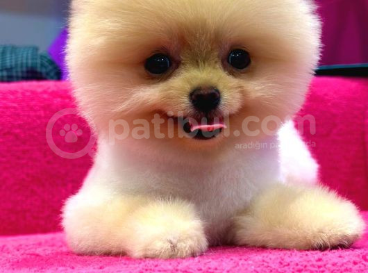 Petshop Güvencesi İle görsel