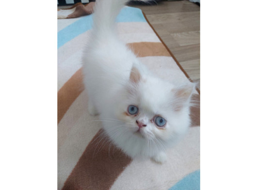 Safkan Maviş İran Dişi Ve Erkek görsel