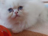 Safkan Maviş İran Dişi Ve Erkek