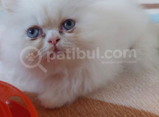 Safkan Maviş İran Dişi Ve Erkek görsel