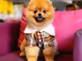 10 Aylık Erkek Pomeranian İzmir 