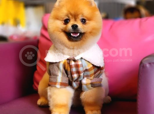 10 Aylık Erkek Pomeranian İzmir  görsel