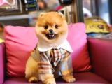10 Aylık Erkek Pomeranian İzmir 