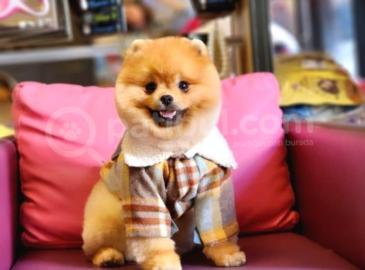 10 Aylık Erkek Pomeranian İzmir  görsel