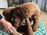 Evdoğumu Poodle Bebişler