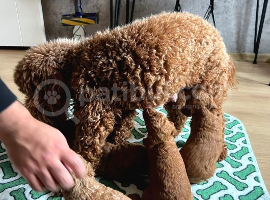 Evdoğumu Poodle Bebişler görsel