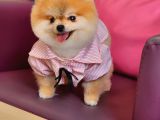 1-5 Yaşında Dişi Pomeranian 