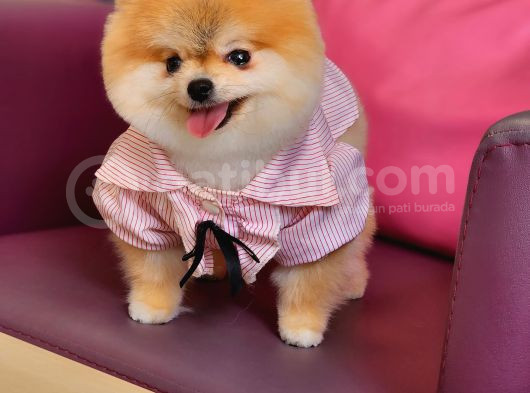 1-5 Yaşında Dişi Pomeranian  görsel