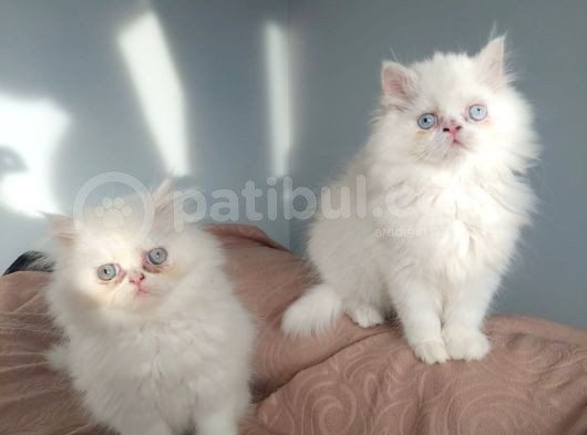 Safkan Maviş İran Dişi Ve Erkek görsel