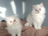 Safkan Maviş İran Dişi Ve Erkek