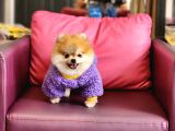 1-5 Yaşında Dişi Pomeranian 