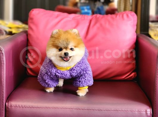 1-5 Yaşında Dişi Pomeranian  görsel