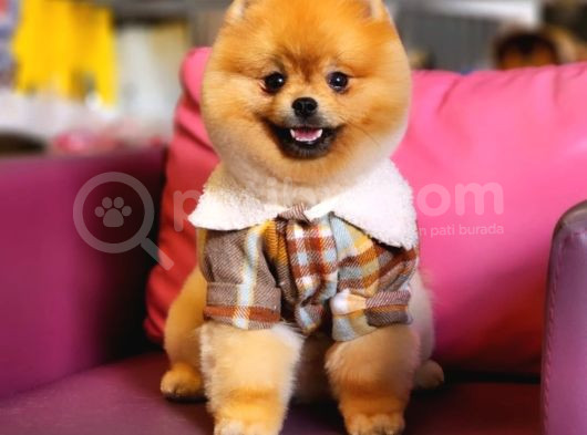 10 Aylık Erkek Pomeranian İzmir  görsel
