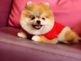 1-5 Yaşında Dişi Pomeranian 