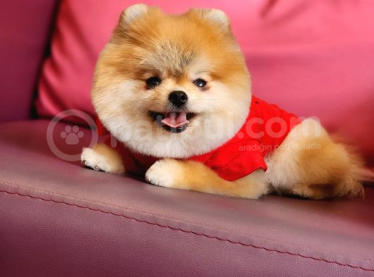 1-5 Yaşında Dişi Pomeranian  görsel