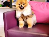 10 Aylık Erkek Pomeranian İzmir 
