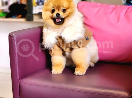 10 Aylık Erkek Pomeranian İzmir  görsel