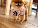 15 Aylık Dişi Pomeranian 