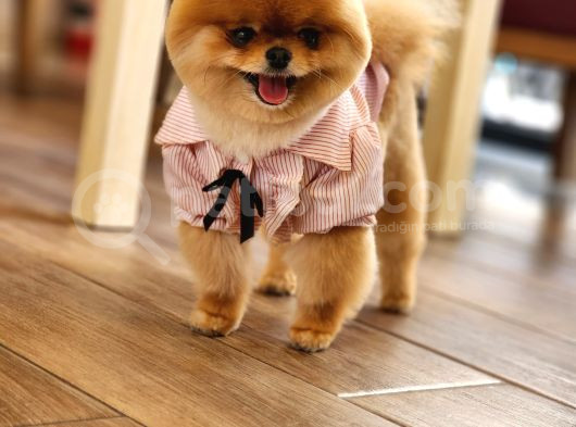 15 Aylık Dişi Pomeranian  görsel