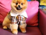 10 Aylık Erkek Pomeranian İzmir 