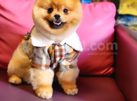 10 Aylık Erkek Pomeranian İzmir  görsel