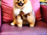 10 Aylık Erkek Pomeranian İzmir 