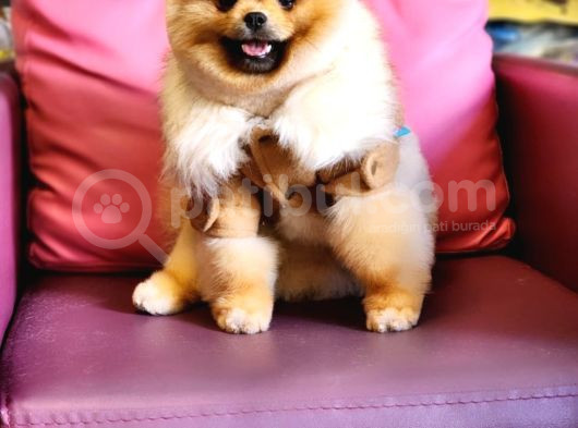 10 Aylık Erkek Pomeranian İzmir  görsel