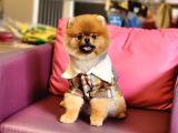 1 Yaşında Erkek Pomeranian