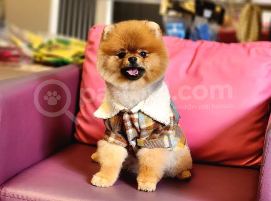 1 Yaşında Erkek Pomeranian görsel