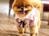 15 Aylık Dişi Pomeranian 