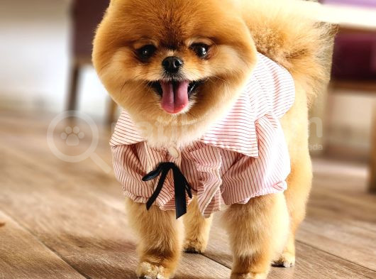 15 Aylık Dişi Pomeranian  görsel